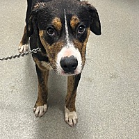 adopt a pet