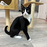adopt a pet