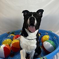 adopt a pet