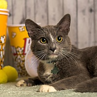 adopt a pet