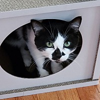 adopt a pet
