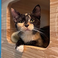 adopt a pet