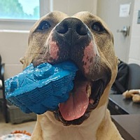 adopt-pet
