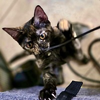 adopt-pet
