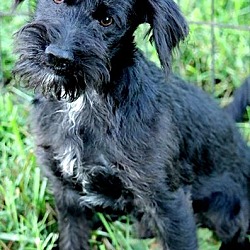 Thumbnail photo of PIP(OUR "SCHNOODLE" PUPPY! #2