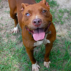 Bishopville, SC - American Pit Bull Terrier. Meet Vanna a Pet for ...