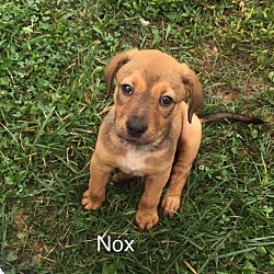 Thumbnail photo of Nox #1