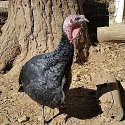 Thumbnail photo of 11 Turkeys #4