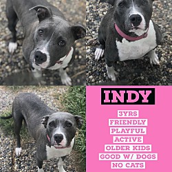 Thumbnail photo of Indy #3