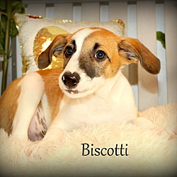 Thumbnail photo of Biscotti ~ meet me! #4