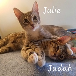 Photo of Adopt JULIE (& Jadah)