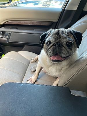 Carlisle, MA - Pug. Meet Oddie a Pet for Adoption - AdoptaPet.com