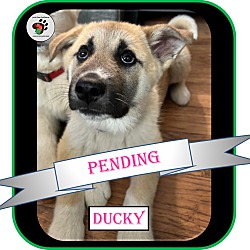 Thumbnail photo of Ducky - ADOPTED!!! #2