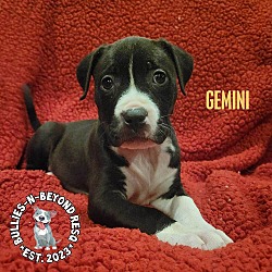Photo of Zodiac Litter: Gemini