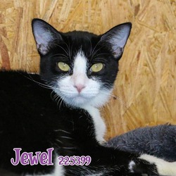 Photo of JEWEL