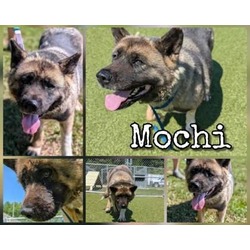 Photo of Mochi