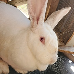 bonded pet photo