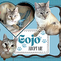 adopt a pet