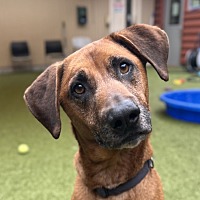 adopt a pet