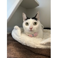 adopt-pet