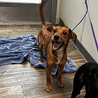 adopt a pet