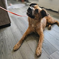 adopt a pet