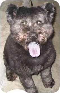 chow chow schnauzer mix