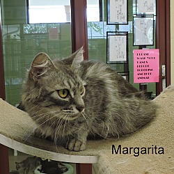 Thumbnail photo of Margarita #4