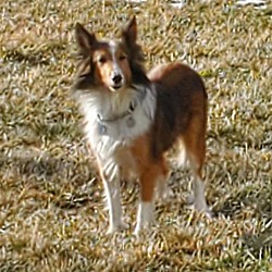 Kansas City Sheltie Rescue in Mission, Kansas