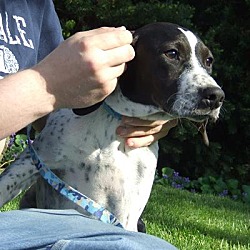 Thumbnail photo of Elsie *Adopted!* #4