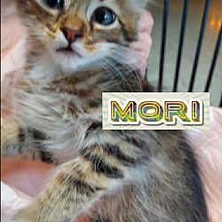 Photo of Mori