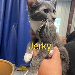 Photo of Jerky
