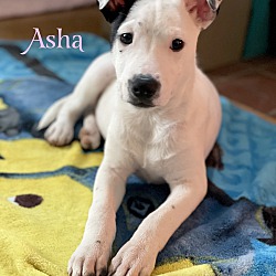Photo of Asha