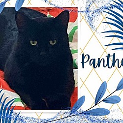Photo of Panther