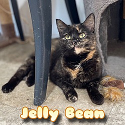 Photo of Jelly Bean