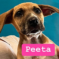 Photo of Peeta
