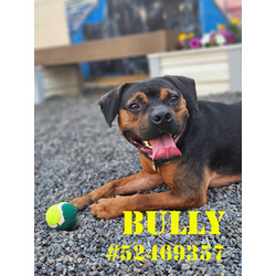 Photo of Bully