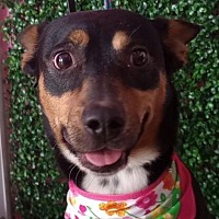 adopt a pet