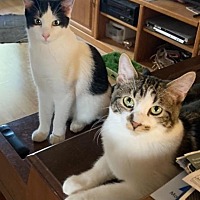 adopt a pet