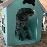 adopt a pet