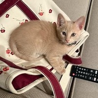 adopt a pet