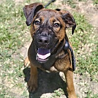 adopt a pet