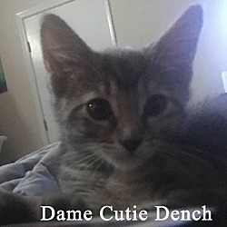 Thumbnail photo of Dame Cutie Dench #1