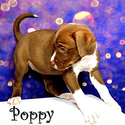 Thumbnail photo of Poppy~adopted! #2