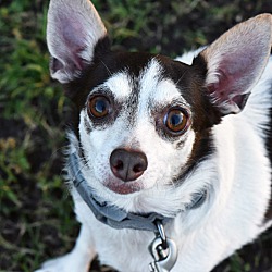 bonded pet photo