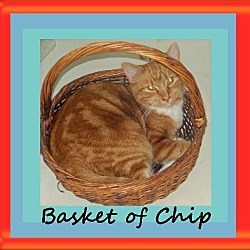 Thumbnail photo of Chip #1