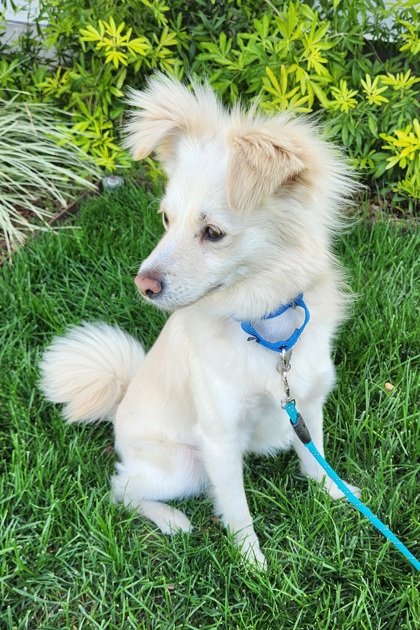 Sonoma, CA - Papillon/American Eskimo Dog. Meet Swiper a Pet for ...