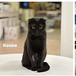 Thumbnail photo of Kousa #1