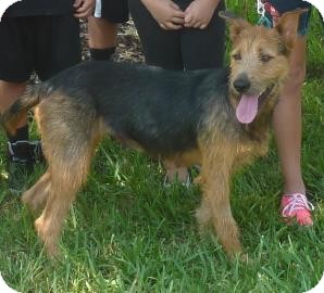 airedale australian shepherd mix