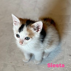 Thumbnail photo of Siesta #4